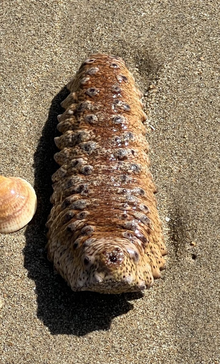 Holothuria zeekomkommer