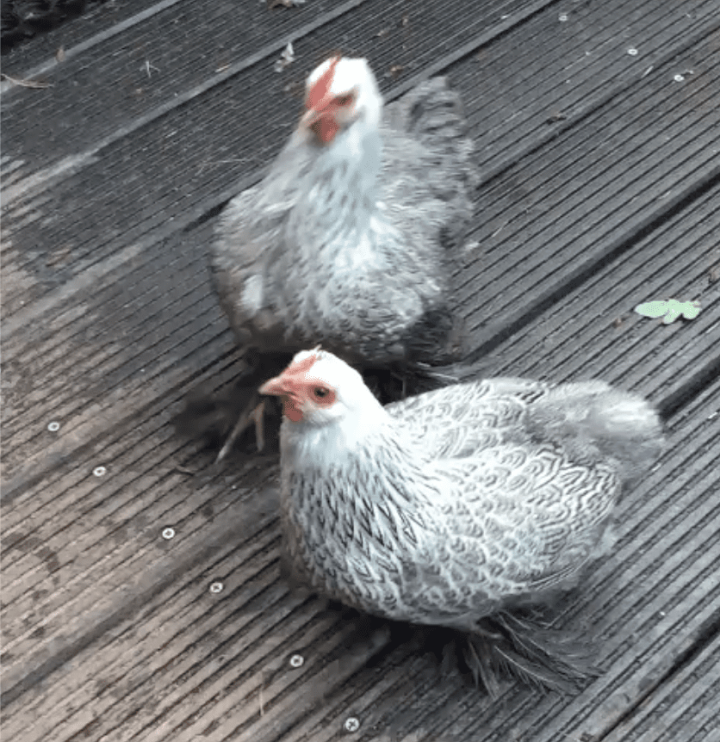 Kip & Kipje
